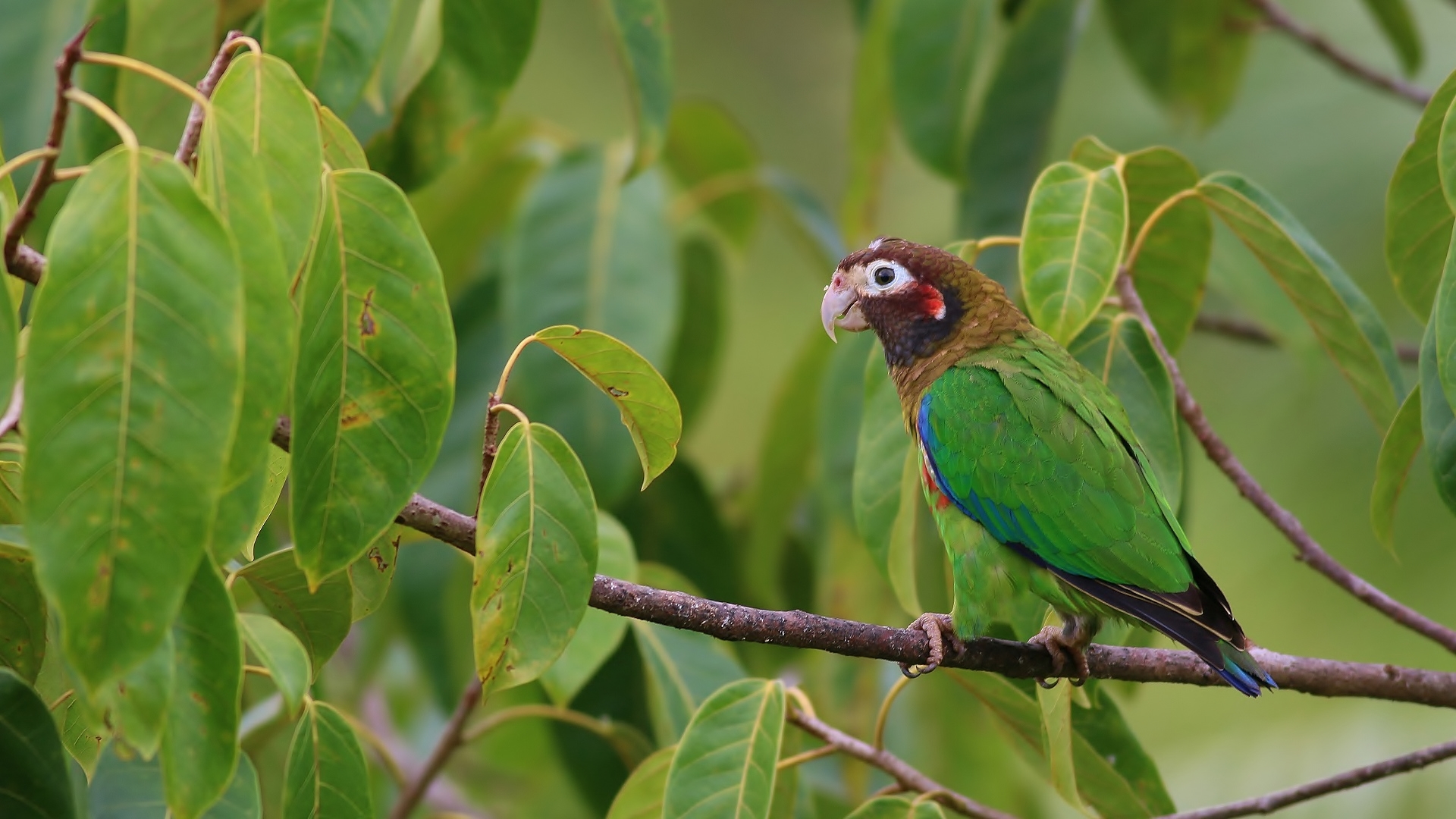 Brown-hooded Parrot
